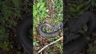 Eastern Hognose Snake Hissing and Hooding!