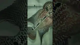 #flowerhorn #youtube #sp #aquarium #kamfa #trending #ytshorts #srd #fishtrappingskills #tranning