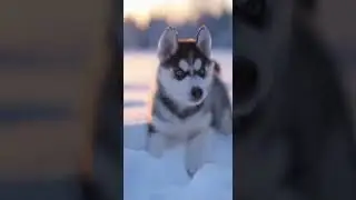 The husky dog is very very beautiful #husky#huskylife