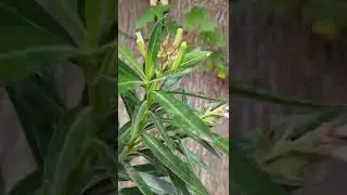 Identifying Oleander seed pods