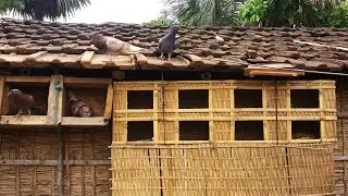 খের দেওয়া ভালো  বাচ্চা ও ডিমের ক্ষেত্রে || Barishal Voice || Kalam Khan 's New Video about Pigeons