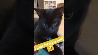 Luna and Smokey #hug #sch&ouml;nek&auml;tzchen #sweetcouplecats #cutecat #viral