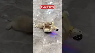 Gatito en motocicleta jaja #gato #cat #viral #humor #animals