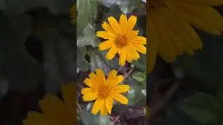 🌼 Singapore Daisy 🌼 or Sphagneticola trilobata #flowers #gardenflowers #nature #garden #green #1k