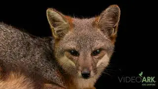 A San Clemente Island fox (Urocyon littoralis clementae) at the Wilson Cove Field Station.
