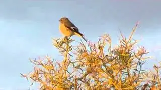 No1 Hooded Robin (Melanodryas cucullata) Broken Hill Outback New South Wales