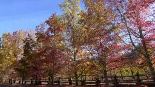 FALL COLORS IN THE VINEYARDS - ERNESTO CORTAZAR - ANNA