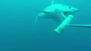 Pelagic BRUV Highlights-Oceano Azul Expedition- Azores, Portugal
