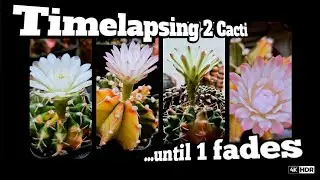 Timelapsing Two Variegated Cacti Until One Fades - Gymnocalycium Flowers