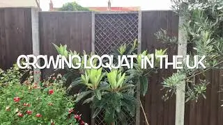 Growing Loquat tree in the Uk 11th October 2020