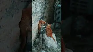 Cat climbing training