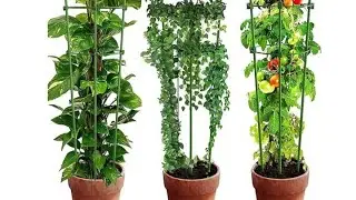 #shorts #support cages stakes for climbing plants#adjustable cabel ring