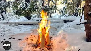 🔥 4K Cozy Winter Fire in Sunlit Forest | 3 Hours Relaxing Fire Sounds (No AI)