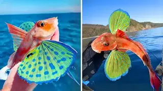Flying Gurnard 🐠 One Of The Most Beautiful Sea Creatures