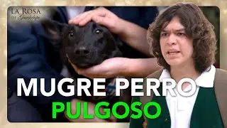 Tito NO QUIERE a Rocky porque dice que es un perro MUGROSO y PULGOSO | EL SARGENTO ROCKY 1/4 | LRDG