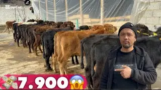💥RUSTAM AKA OZDAN KETI BUNAQASI BUMAGAN SHOSHLIG BUQALAR VA HUNAJINLAR 2025_01_05_febral.