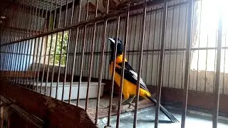 Mostrando meus p&aacute;ssaros !!