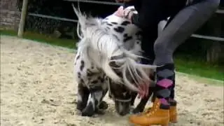 Pony Fails