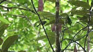 Eastern Olivaceous Flatbill (Rhynchocyclus olivaceus guianensis), French Guiana