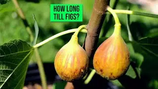 Fig Trees: How Long Till They Bear Fruit?