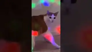 Lucu Banget, kucing dugem di diskotik 😹😹😹 || SUBSCRIBE YA KAK 😻😻