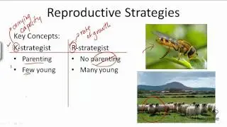 15.1.3 What are the reproductive strategies