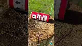 Coconut bomb #firecracker #fireworks #pyrotechnics #pyro #pyrotechnica #pyrolife #pyrolife