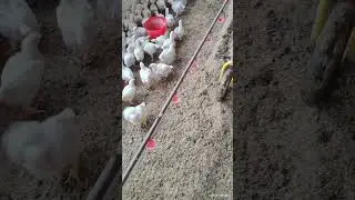 RECKING in Broiler farm