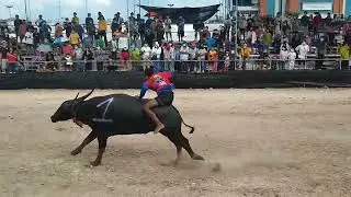 Buffalo Races Compilation