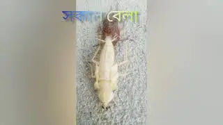 White cockroach