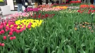 Indoor Tulip exhibition - Keukenhof - 29 march 2013 - part 1