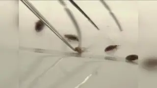How to solve Milwaukee's bed bug problem