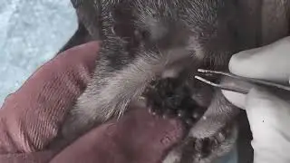 Simple Tick Removal Hack Every Dog Owner Needs