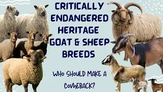 Critically Endangered Heritage Goat & Sheep Breeds