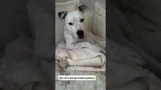 Когда ты очень деловая собака😂 #dog #глухаятэффи #собака