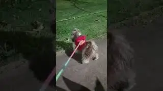 #shortvideo #shihtzulovers #youtubeshorts #dog #cute #pet