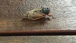 Listen: Periodical cicadas are back, and buzzing on the Cape, for the first time since 2008