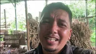CARA MEMBUAT PAKAN JERAMI TEBON JAGUNG FERMENTASI AMONIASI (BETERNAK TANPA NGARIT).