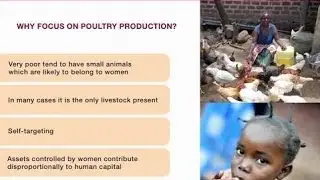 Poultry as a tool for poverty alleviation, food security, and income generation