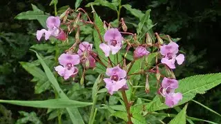 Himalayan Balsam: Beautiful #video #himalayan #balsam #beautifulflowers #flowers @Plants-World