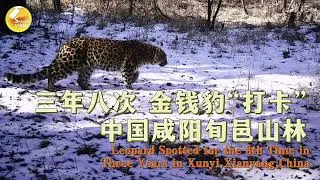 Leopard Spotted for the 8th Time in Three Years in Xunyi,Xianyang, #Shaanxi  #China