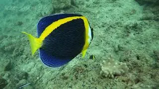 Scribble angel in deep water on the Great Barrier Reef