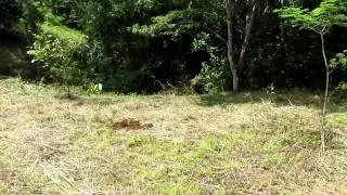 Tropical dry forest restoration- Guanacaste, Costa Rica