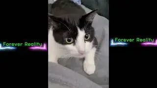 My Cat Has 3 Personalities: Angel, Mob Boss, & Parkour Ninja.