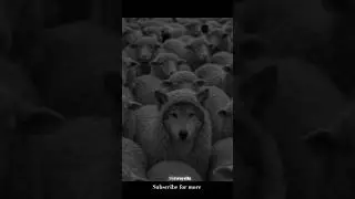 Wolf in sheep ' s group 💀 | Wolf | Quotes | The inteligence | Trending &bull; Shorts | Shortsfeed
