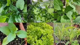 Update on my kitchen garden||growing in Germany 🇩🇪 🙂