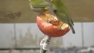 Mejiro eating apple.(リンゴを食べているメジロ)2017/01/28