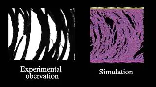 Visual Comparison-ER chains-weak dynamic equilibrium/weak force conditions