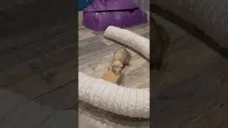Boxes are the best toy too 🤭😁🐾🦦❤️ #ferret #animalshorts #animals #cute