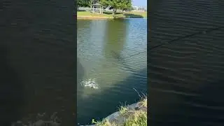 Live action !!